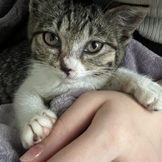 生後2ヶ月　女の子　抱っこ大好きです。