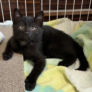 可愛い黒仔猫くぅちゃん♂