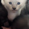 子猫の里親募集 サムネイル2