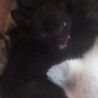 子猫の里親募集 サムネイル3