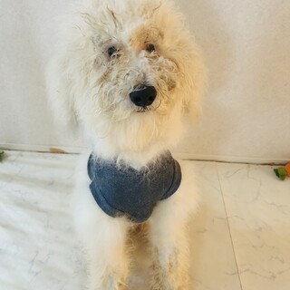 スタンプーの男の子