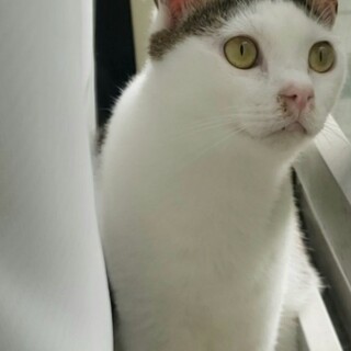 超甘えん坊！タレ目の大福くん♪　