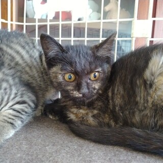 かわいいメス子猫の里親募集します！