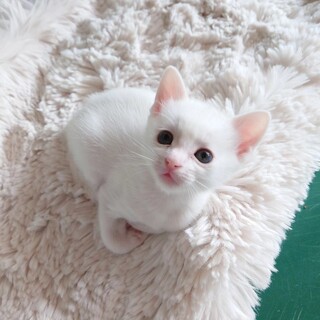 ■人の手で育ちました　あおさ君