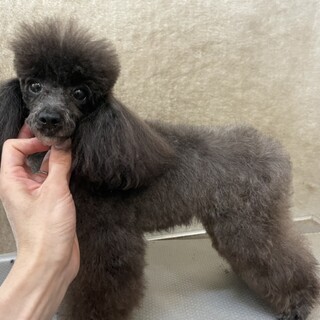 他犬舎の女の子の里親様募集