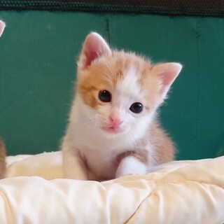 ■人の手で育ちました　きのこ君