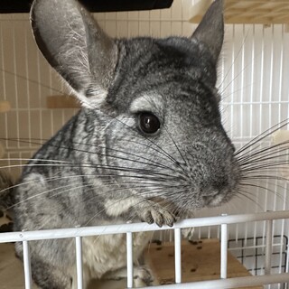 食いしん坊　チンチラのラムくん♂