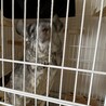 食いしん坊　チンチラのラムくん♂ サムネイル3