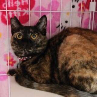 10/1石巻で里親探し会開催！『こそっと』ちゃん♀