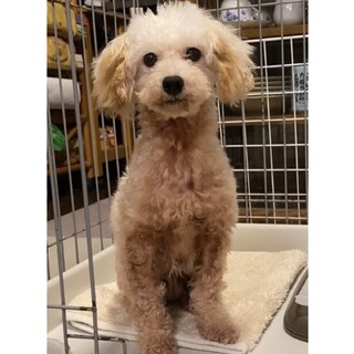 【里親サマ決まりました】･:*+.ここちゃん