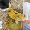 ゲンさん さん