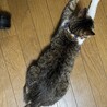 保護猫の里親さんを探しています サムネイル2