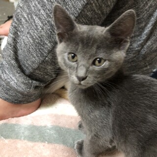 （里親様決定）綺麗なロシアンブルー風の男の子
