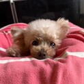 小さなトイプードル里親募集中★