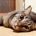 甘え方が可愛いキジトラ猫