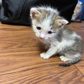 可愛い子猫です