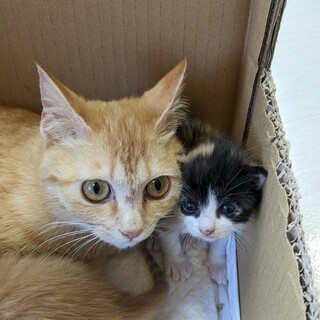 茶トラのお母さんとその子供(1匹)