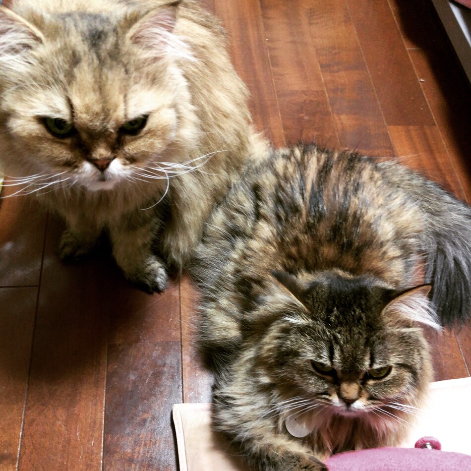 カルピンのカバー写真