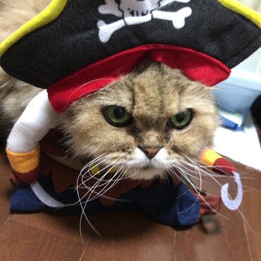 カルピンの写真