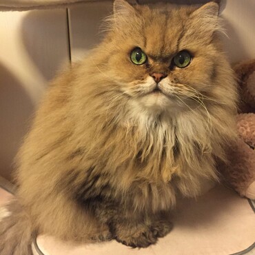 カルピンの写真