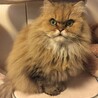 の写真