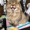 の写真