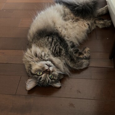の写真