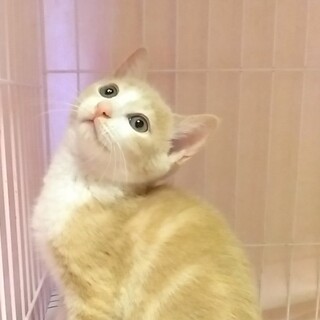 里親様決定！『パン』くん♂