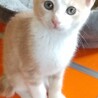 里親様決定！『パン』くん♂ サムネイル3
