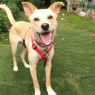 ボール遊びもできるよ★犬とも仲良しにー太君