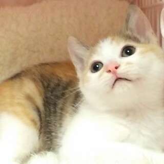 里親様決定！『ピン』ちゃん♀