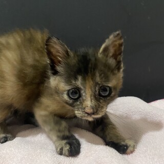 気づくと側にいてくれるこひなちゃん❤️