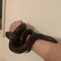 メキシカンブラックキングスネーク メス 里親募集