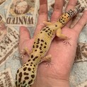 レオパードゲッコー ハイイエロー メス 里親募集