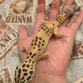 レオパードゲッコー ハイイエロー メス 里親募集