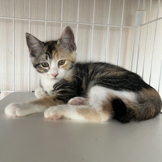 素敵な家族が見つかりました♡うずらちゃん