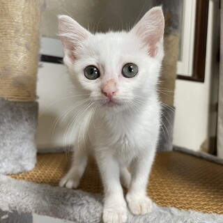 甘えん坊三姉弟  アサちゃん