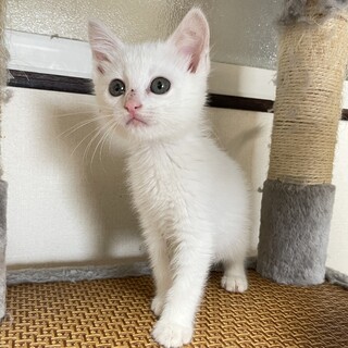 甘えん坊三姉弟 ハルちゃん