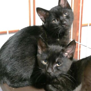 クロ黒兄弟★ジン＆ショー