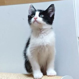 ハチワレ☆豆福☆くん」滋賀県 - 猫の里親募集(459153) :: ペットの