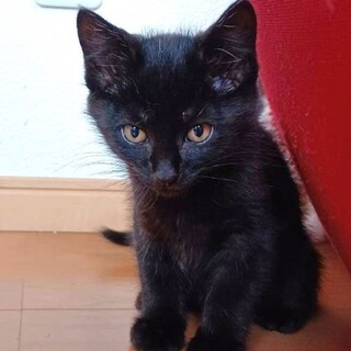 ゴロゴロ★黒豆★くん