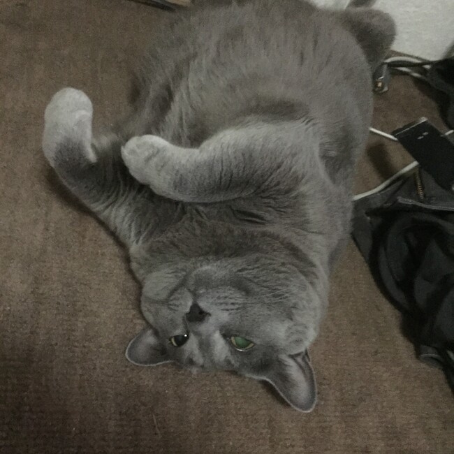 きよしだよのカバー写真