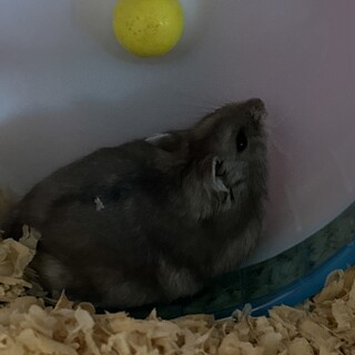 ジャンガリアンハムスター　ブルーサファイア