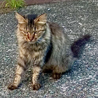 甘えん坊で優しい女の子（避妊済）