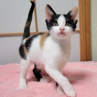 超甘えん坊★うららちゃん