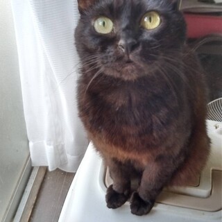ご高齢の方に、五歳黒猫♂　甘えん坊さん