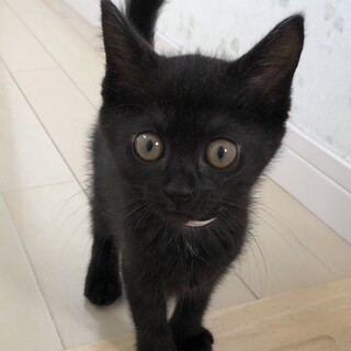 とっても可愛い黒猫女の子❤️りんご