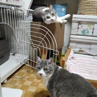 ふわもこ姉妹のゆずとれもん　6歳　姉妹一緒に募集中