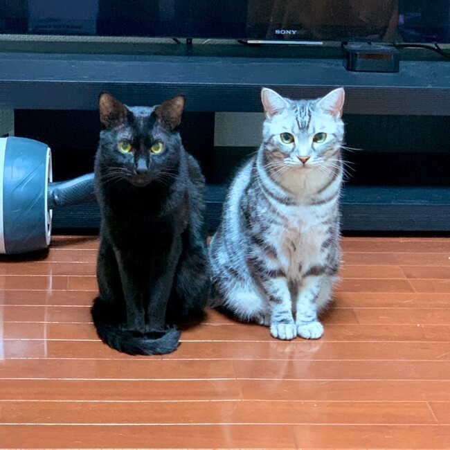 芦田きよしのカバー写真