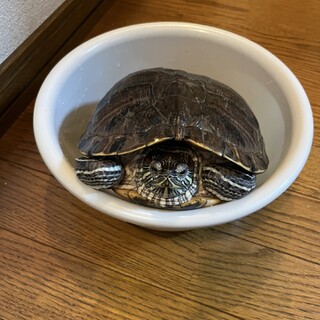 南幌町 ミシシッピアカミミガメ